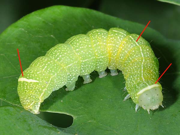 Chenille  terme O. cerasi